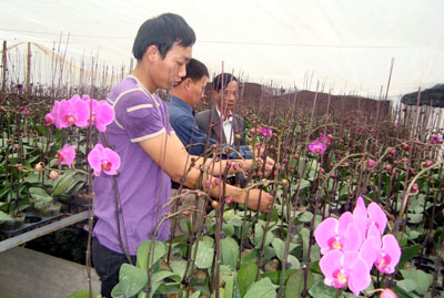 Hưng Yên Nhộn nhịp sản xuất những ngày đầu năm